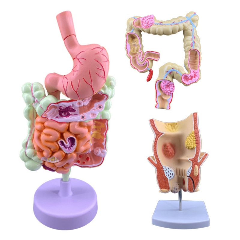 Medical Lab Observer - Modelo enseñanza patología 3D Q6PA, pantalla