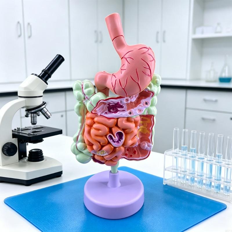 Modelo enseñanza patología 3D  - Medical Lab Observer reseña y precio